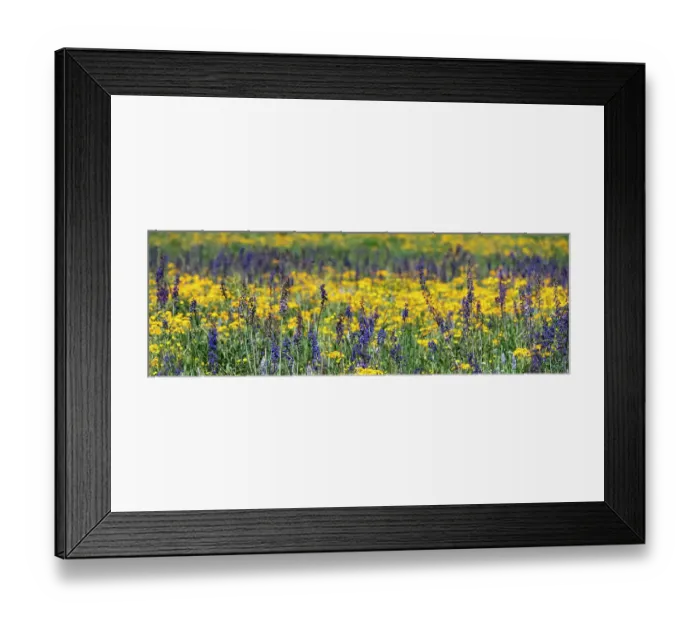 Framed Print : USA, Wyoming. Wildflowers, Grand Teton National Park Framed Print : USA, Wyoming. Wildflowers, Grand Teton National Park