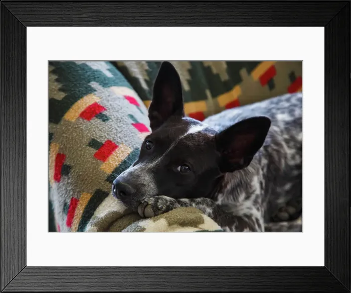 Framed Print : Australian cattle dog Framed Print : Australian cattle dog