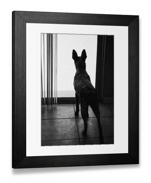 Framed Print : Australian cattle dog Framed Print : Australian cattle dog