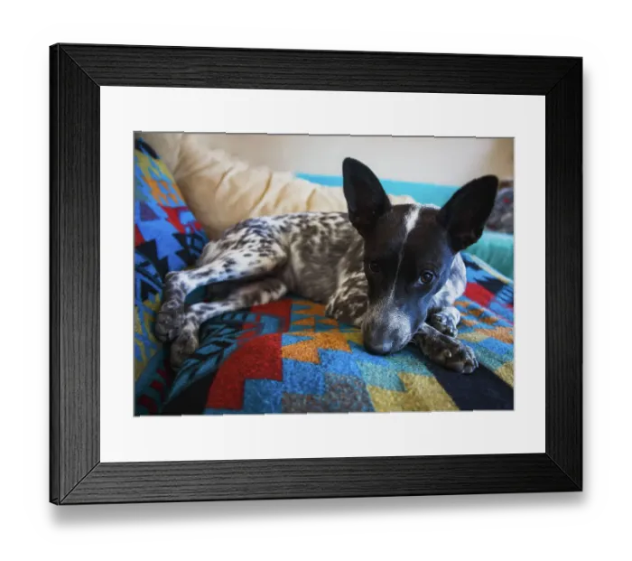 Framed Print : Australian cattle dog Framed Print : Australian cattle dog