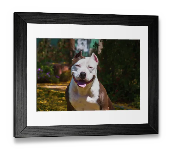 Framed Print : American pitt bull Framed Print : American pitt bull