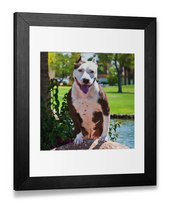Framed Print : American pitt bull