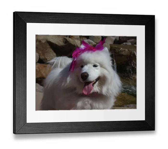 Framed Print : Samoyed in Palm Desert, California Framed Print : Samoyed in Palm Desert, California
