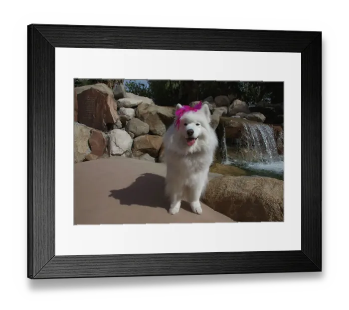 Framed Print : Samoyed in Palm Desert, California Framed Print : Samoyed in Palm Desert, California