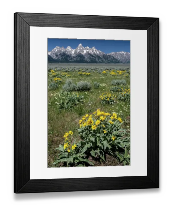 Framed Print : USA, Wyoming. Grand Teton Range and Arrowleaf Balsamroot wildflowers, Grand Teton National Park Framed Print : USA, Wyoming. Grand Teton Range and Arrowleaf Balsamroot wildflowers, Grand Teton National Park