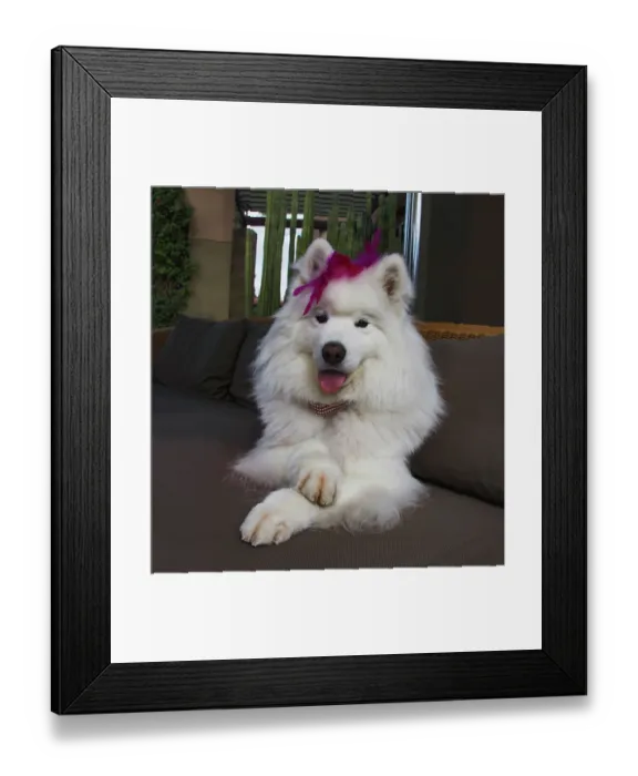 Framed Print : Samoyed in Palm Desert, California Framed Print : Samoyed in Palm Desert, California