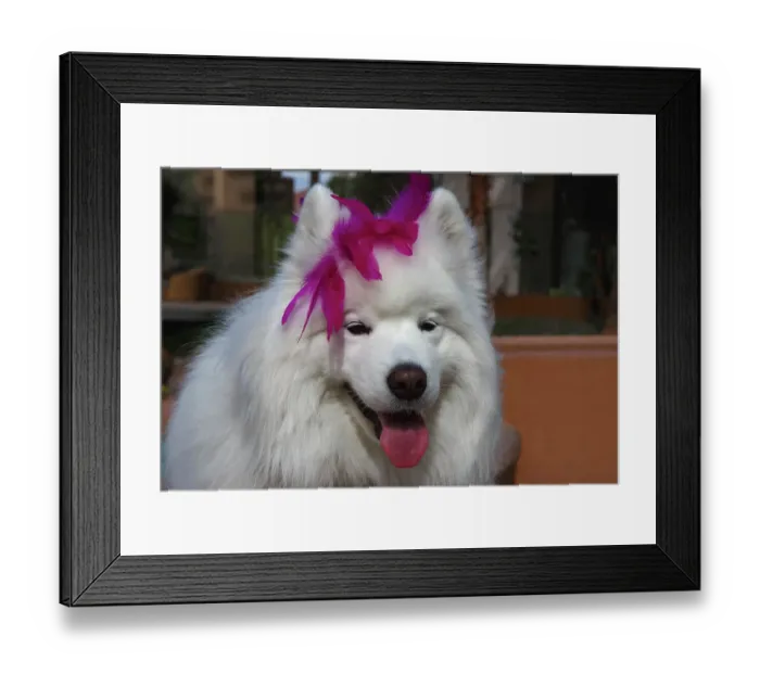 Framed Print : Samoyed in Palm Desert, California Framed Print : Samoyed in Palm Desert, California