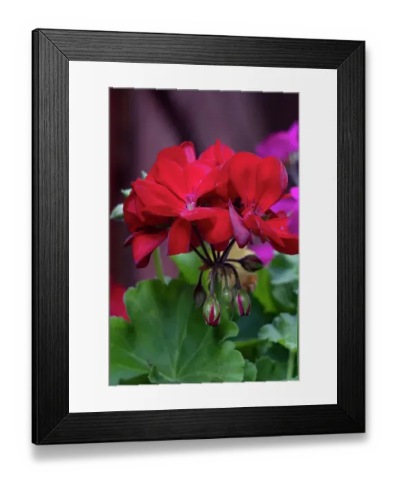 Framed Print : USA, Wyoming. Bouquet of autumn wildflowers, near Jackson Hole