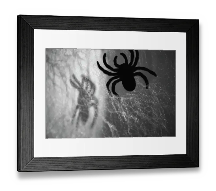 Framed Print : Spider on web