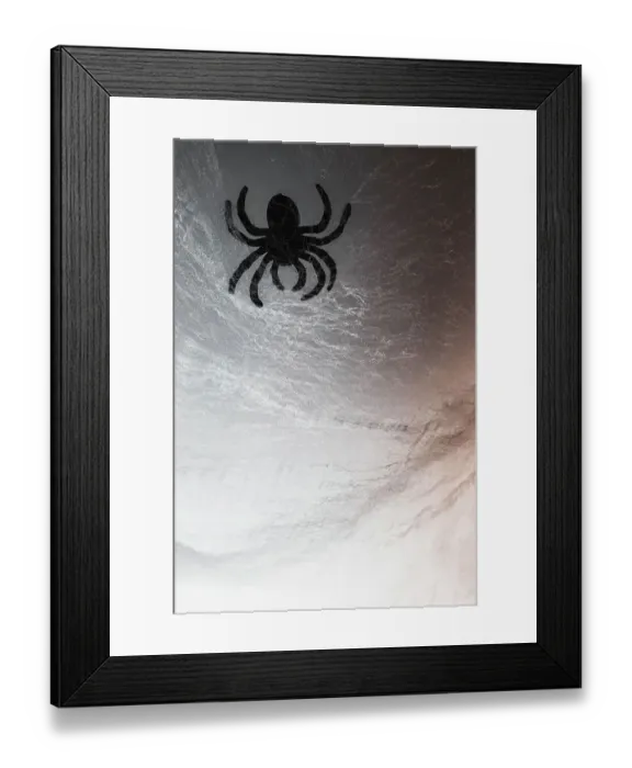 Framed Print : Spider on web Framed Print : Spider on web