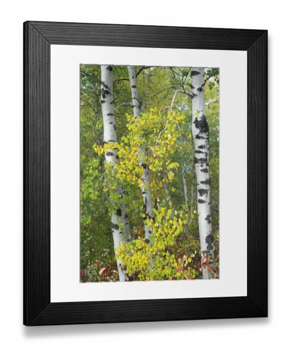 Framed Print : USA, Wyoming. Fog descending on autumn Aspen near Jackson Hole