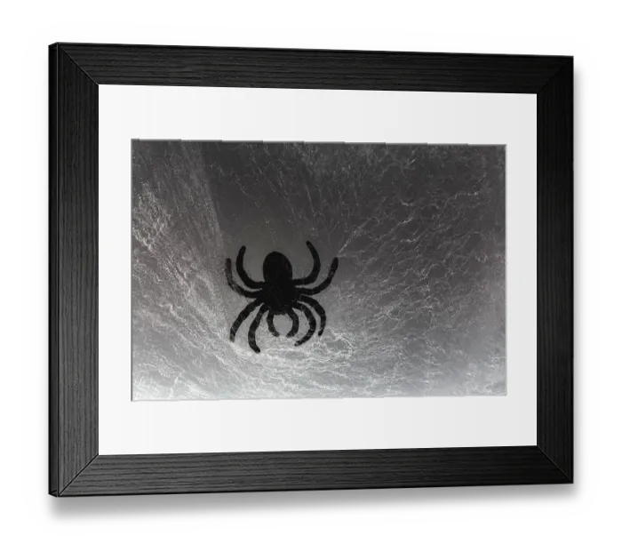 Framed Print : Spider on web Framed Print : Spider on web