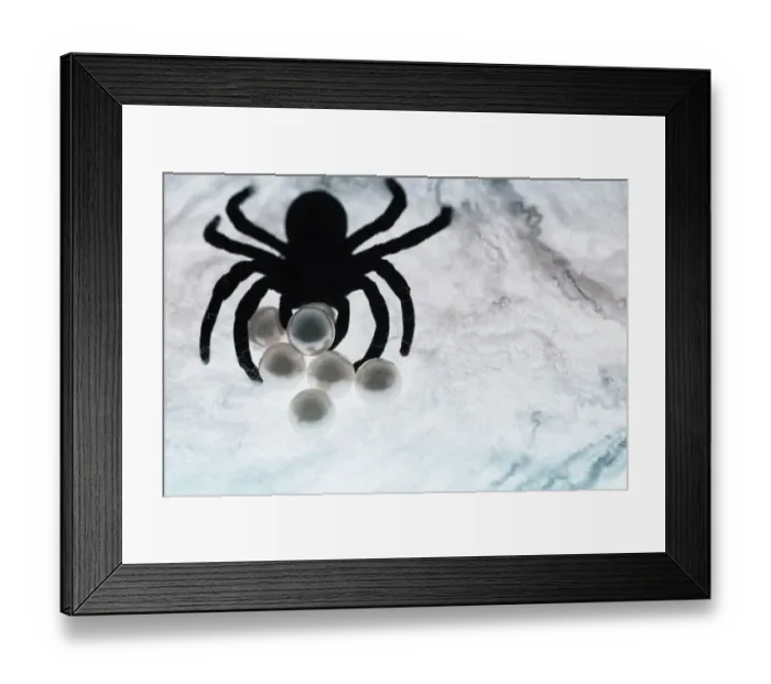 Framed Print : Spider on web Framed Print : Spider on web