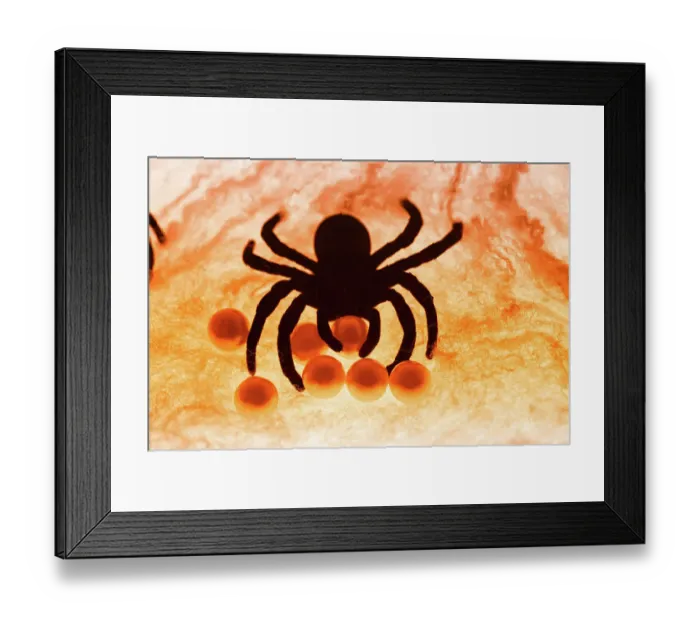 Framed Print : Spider on web