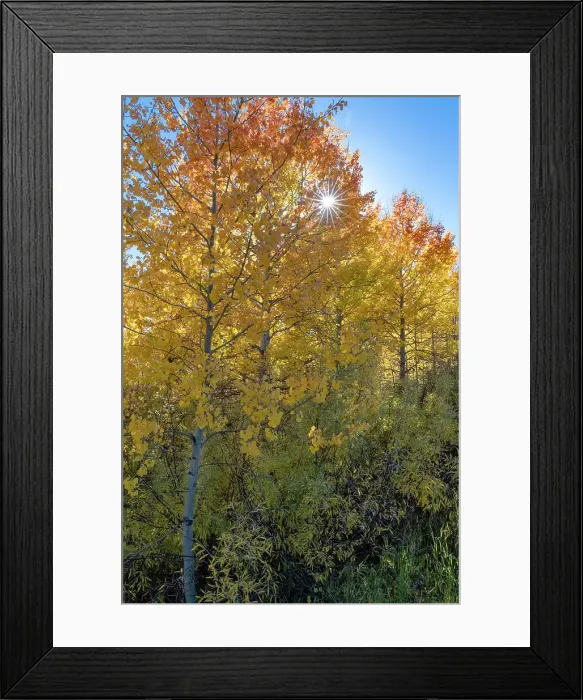 Framed Print : USA, Wyoming. Autumn Aspen near the Oxbow Bend, Grand Teton National Park