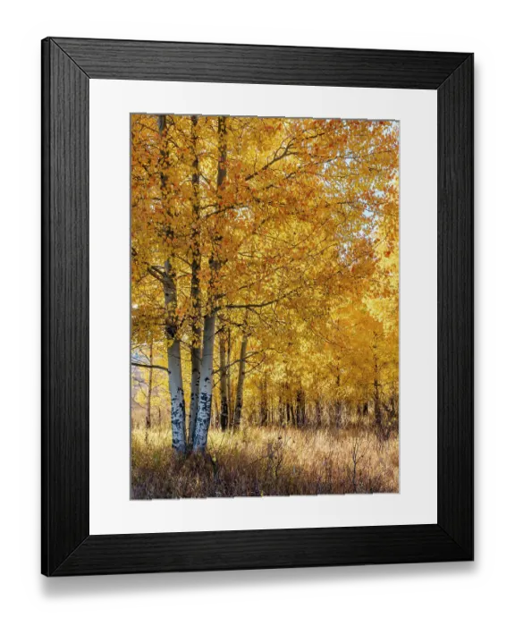 Framed Print : USA, Wyoming. Autumn Aspen near the Oxbow Bend, Grand Teton National Park