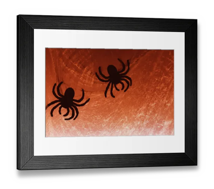 Framed Print : Spider on web