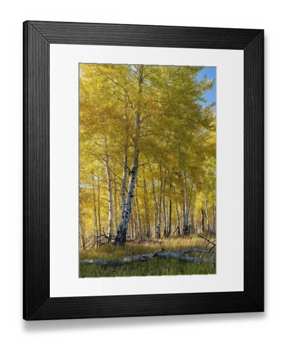 Framed Print : USA, Wyoming. Autumn Aspen near the Oxbow Bend, Grand Teton National Park