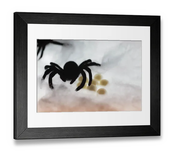 Framed Print : Spider on web Framed Print : Spider on web