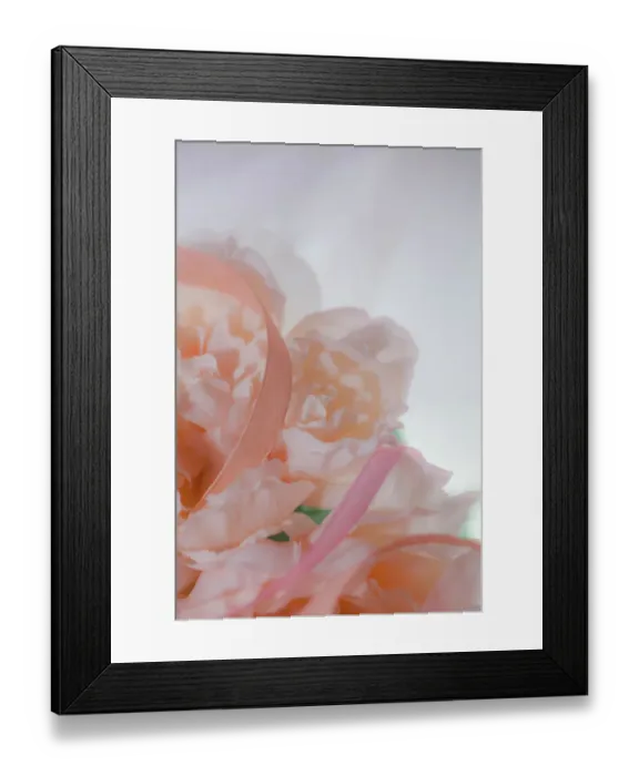 Framed Print : Flowers and light Framed Print : Flowers and light