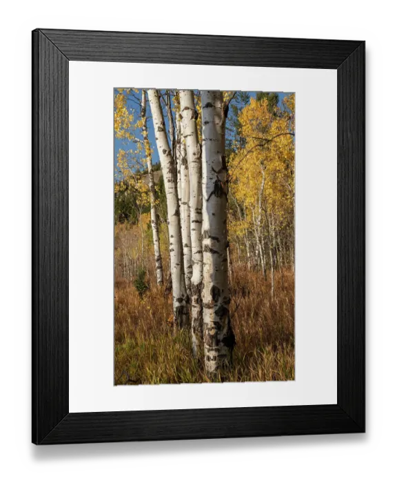 Framed Print : USA, Wyoming. Autumn Aspen near the Oxbow Bend, Grand Teton National Park