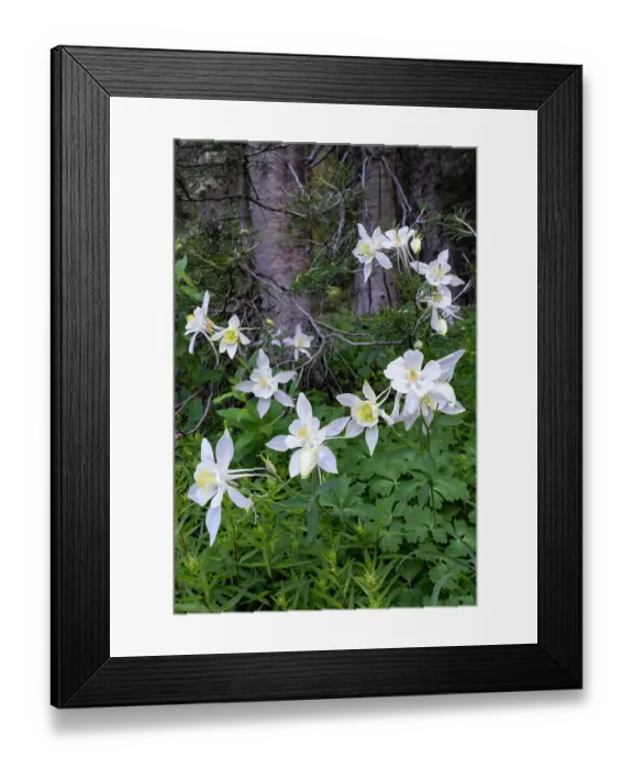 Framed Print : USA, Wyoming. Columbine wildflowers, Grand Teton National Park Framed Print : USA, Wyoming. Columbine wildflowers, Grand Teton National Park