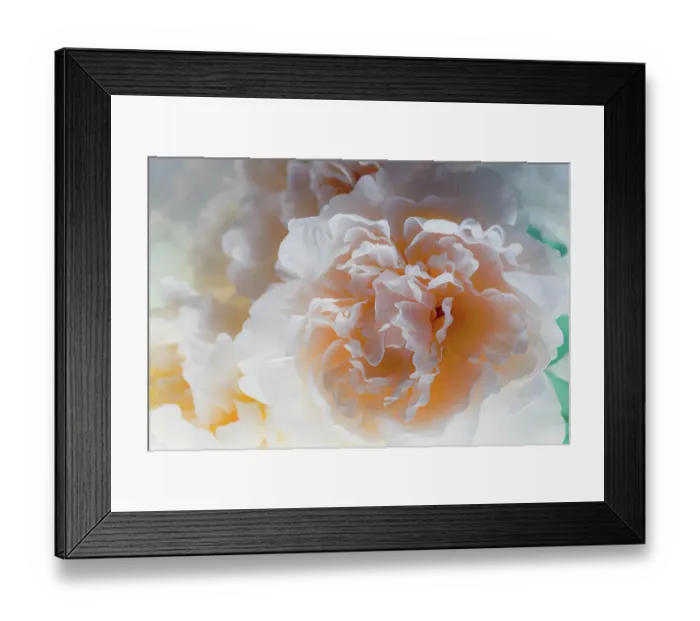 Framed Print : Flowers and light