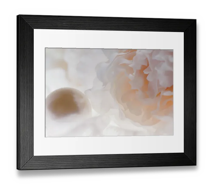 Framed Print : Flowers and light Framed Print : Flowers and light