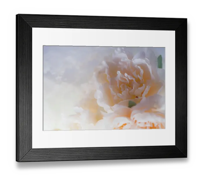 Framed Print : Flowers and light Framed Print : Flowers and light