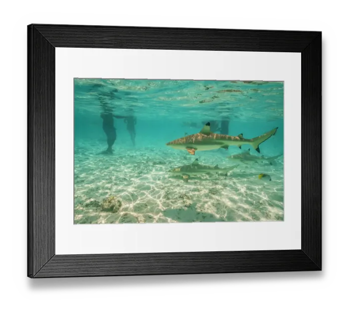 Framed Print : French Polynesia, Bora Bora. Black-tip reef sharks near tourists Framed Print : French Polynesia, Bora Bora. Black-tip reef sharks near tourists