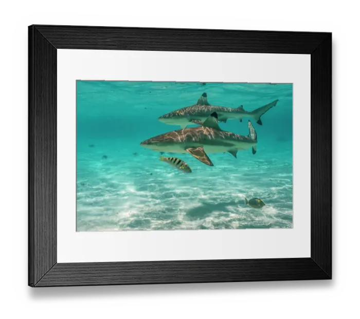Framed Print : French Polynesia, Moorea. Black-tipped reef sharks Framed Print : French Polynesia, Moorea. Black-tipped reef sharks
