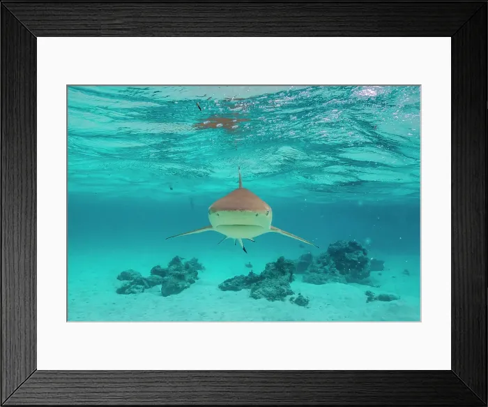 Framed Print : French Polynesia, Moorea. Front view of black-tipped reef shark Framed Print : French Polynesia, Moorea. Front view of black-tipped reef shark