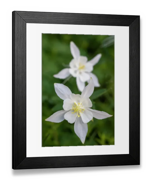 Framed Print : USA, Wyoming. Columbine wildflowers, Grand Teton National Park Framed Print : USA, Wyoming. Columbine wildflowers, Grand Teton National Park