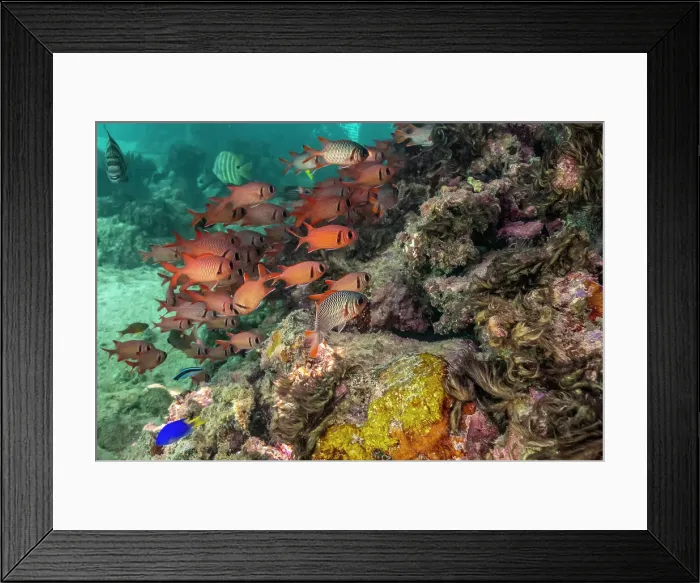 Framed Print : French Polynesia, Moorea. School of soldierfish and coral