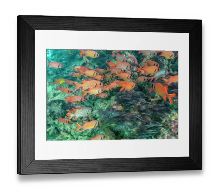 Framed Print : French Polynesia, Moorea. School of soldierfish and coral Framed Print : French Polynesia, Moorea. School of soldierfish and coral