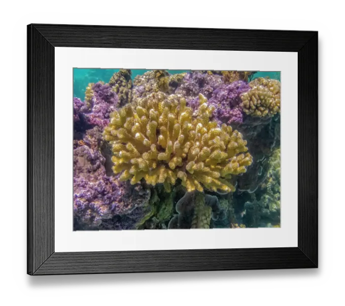 Framed Print : French Polynesia, Bora Bora. Close-up of coral garden Framed Print : French Polynesia, Bora Bora. Close-up of coral garden