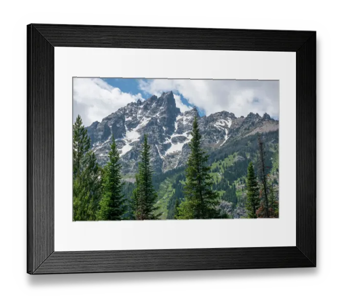 Framed Print : Subalpine fir, Grand Tetons, Grand Teton National Park, Wyoming, USA Framed Print : Subalpine fir, Grand Tetons, Grand Teton National Park, Wyoming, USA