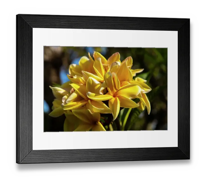Framed Print : French Polynesia, Taha'a. Close-up of yellow plumeria blossoms Framed Print : French Polynesia, Taha'a. Close-up of yellow plumeria blossoms