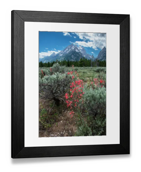 Framed Print : Scarlet gilia, Grand Tetons, Grand Teton National Park, Wyoming, USA Framed Print : Scarlet gilia, Grand Tetons, Grand Teton National Park, Wyoming, USA