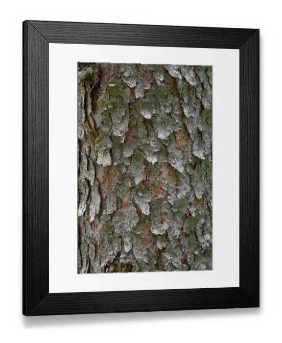 Framed Print : Engelmann spruce tree, String Lake, Grand Tetons National Park, Wyoming, USA Framed Print : Engelmann spruce tree, String Lake, Grand Tetons National Park, Wyoming, USA