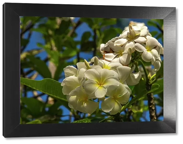 French Polynesia, Taha'a. Close-up of white plumeria blossoms