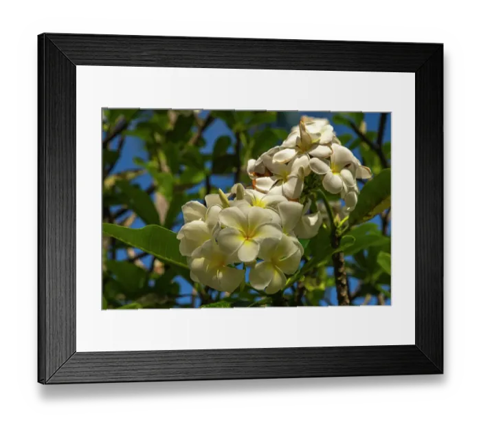 Framed Print : French Polynesia, Taha'a. Close-up of white plumeria blossoms Framed Print : French Polynesia, Taha'a. Close-up of white plumeria blossoms