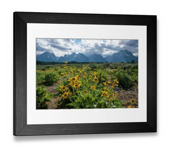 Framed Print : Arrowleaf balsamroot, Grand Tetons, Grand Teton National Park, Wyoming, USA