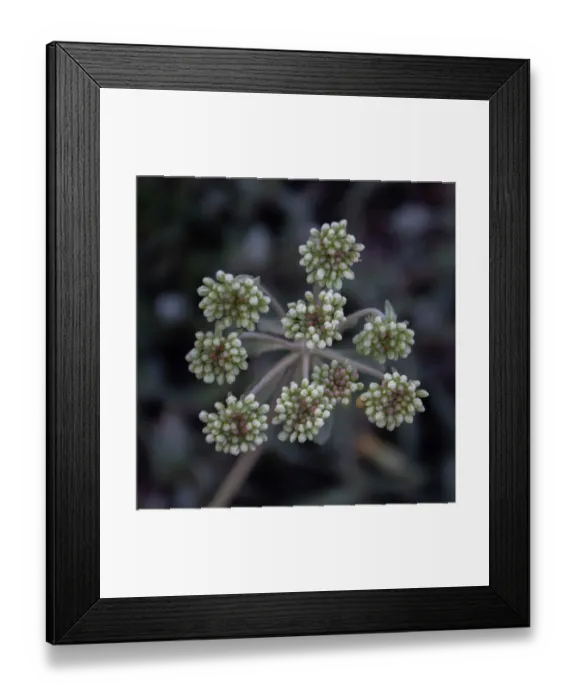 Framed Print : Parsnip flower buckwheat, Signal Mountain, Grand Teton National Park, Wyoming, USA Framed Print : Parsnip flower buckwheat, Signal Mountain, Grand Teton National Park, Wyoming, USA