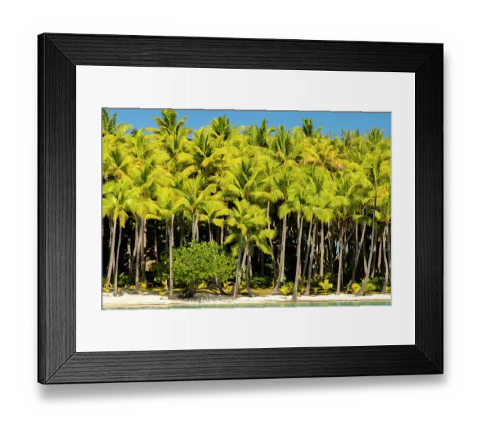 Framed Print : French Polynesia, Bora Bora. Palm trees and beach Framed Print : French Polynesia, Bora Bora. Palm trees and beach