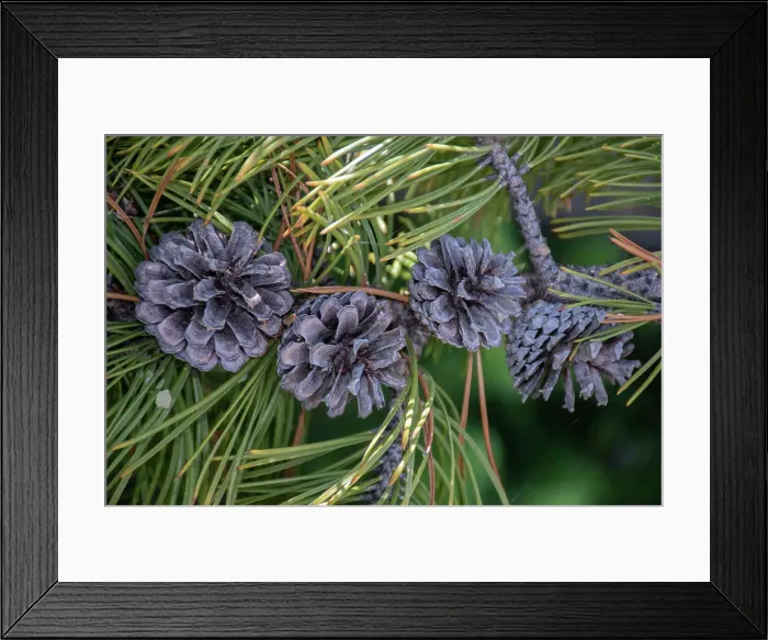 Framed Print : Lodgepole pine cones and needles, Lakeshore Trail, Colter Bay, Grand Tetons National Park, Wyoming, USA