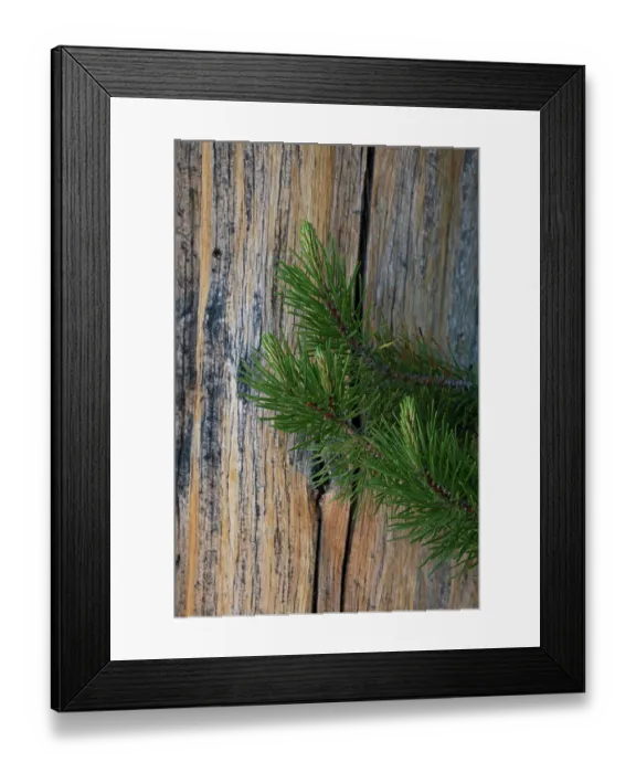 Framed Print : Lodgepole pine, Lakeshore Trail, Colter Bay, Grand Tetons National Park, Wyoming, USA