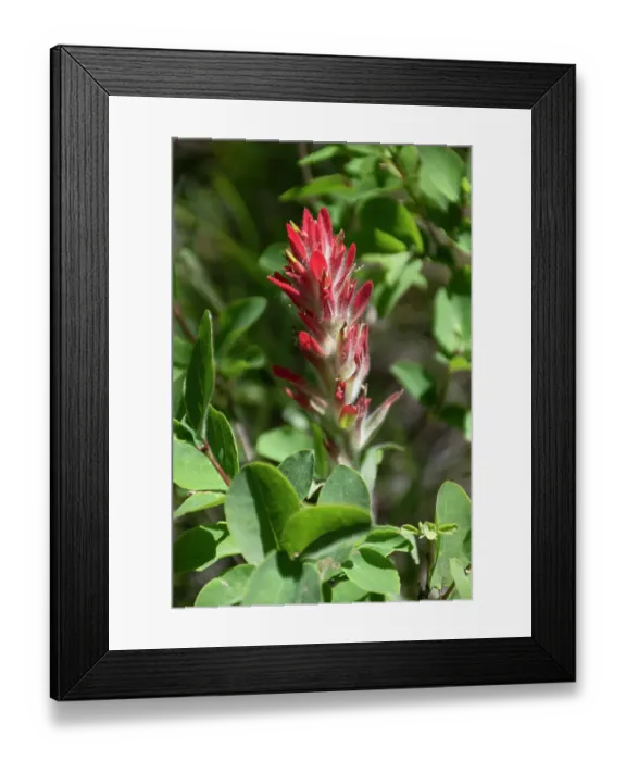 Framed Print : Giant red Indian paintbrush, Lakeshore Trail, Colter Bay, Grand Tetons National Park, Wyoming, USA