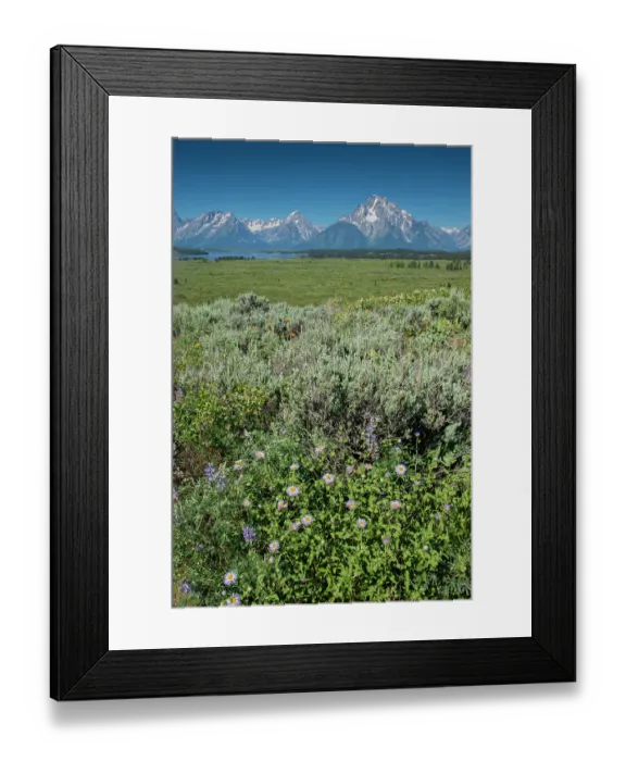 Framed Print : Wildflowers and Grand Tetons, Lunch Tree Hill, Grand Teton National Park, Wyoming, Usa Framed Print : Wildflowers and Grand Tetons, Lunch Tree Hill, Grand Teton National Park, Wyoming, Usa