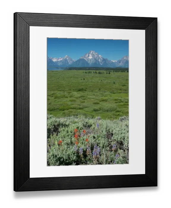 Framed Print : Wildflowers and Grand Tetons, Lunch Tree Hill, Grand Teton National Park, Wyoming, Usa Framed Print : Wildflowers and Grand Tetons, Lunch Tree Hill, Grand Teton National Park, Wyoming, Usa